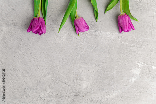 Three tulips on a gray concrete background, placed on top, space for text, flat lay.