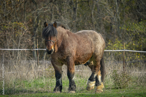 Shot of a beautiful brown horse in the farm
