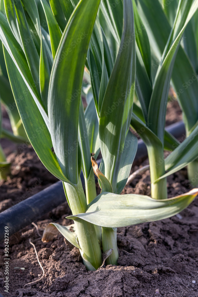 Obraz premium Winter garlic in April. L. - Allium sativum. Vertical. Most popular seasoning in cooking. Fresh garlic leaves are edible in spring
