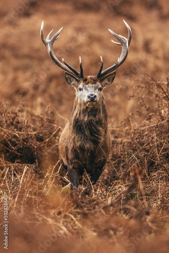 Canvas Vertical shot of a deer with large antlers standing in the field looking at the