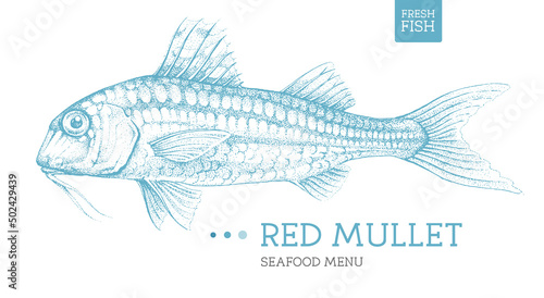 Realistic red mullet fish vector illustration. Seafood menu design