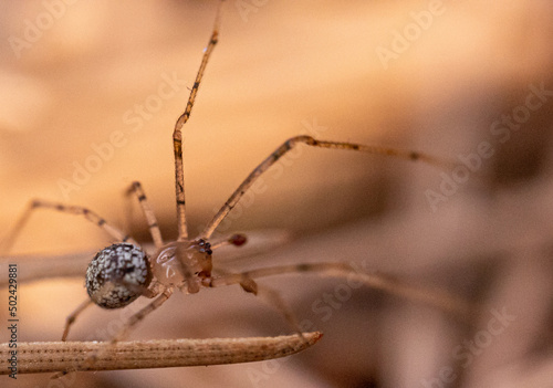 Selective focus shot of a haymaker spider