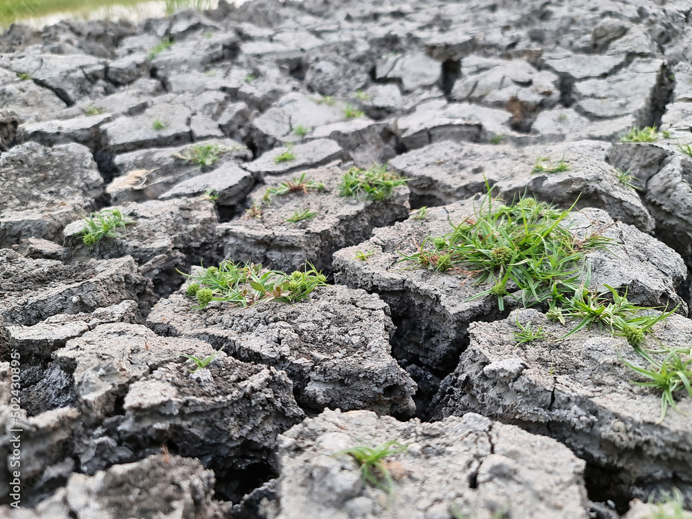 Black dry soil or cracked ground into the dry season.. Grass growing from cracked earth. Black dry soil or cracked ground into the dry season.. Grass growing from cracked earth.