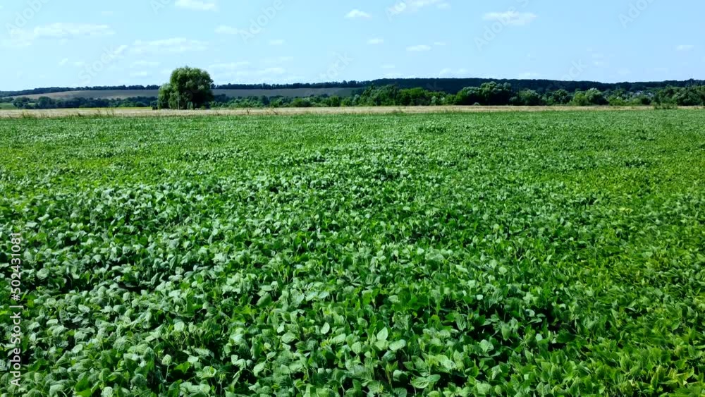 Aerial drone view flight over agricultural field of green plants on a sunny summer day. Plants leaves sway in strong wind. Meadow with green grass close-up. Natural background. Rural country landscape Aerial drone view flight over agricultural field of green plants on a sunny summer day. Plants leaves sway in strong wind. Meadow with green grass close-up. Natural background. Rural country landscape