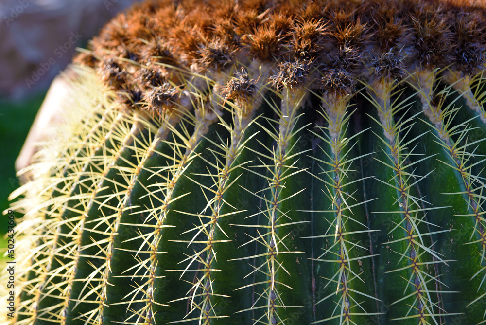 Naklejka premium euroflora parks of Nervi, succulent plant Genoa Italy