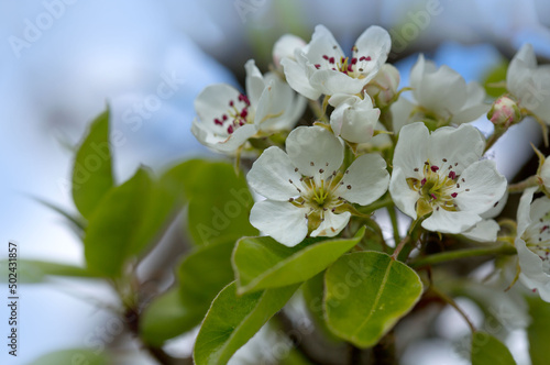 Macro shot of white pear blossom isolated on blue sky background.