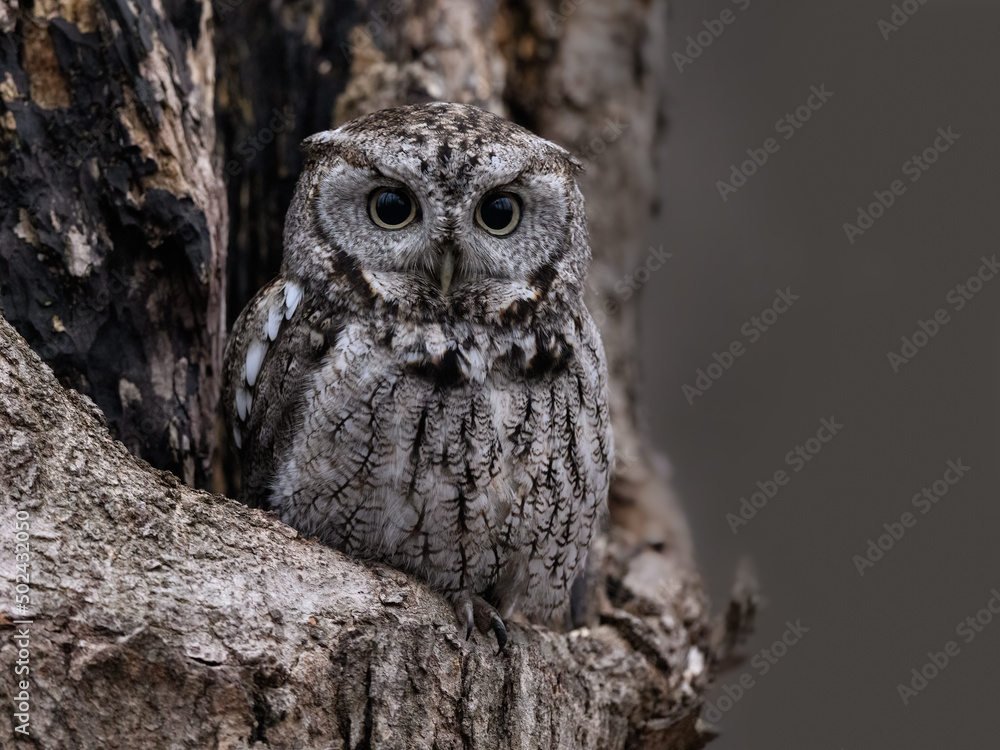 Eastern Screech Owl Sitting in a Tree Hole in Early Spring, Portrait Eastern Screech Owl Sitting in a Tree Hole in Early Spring, Portrait