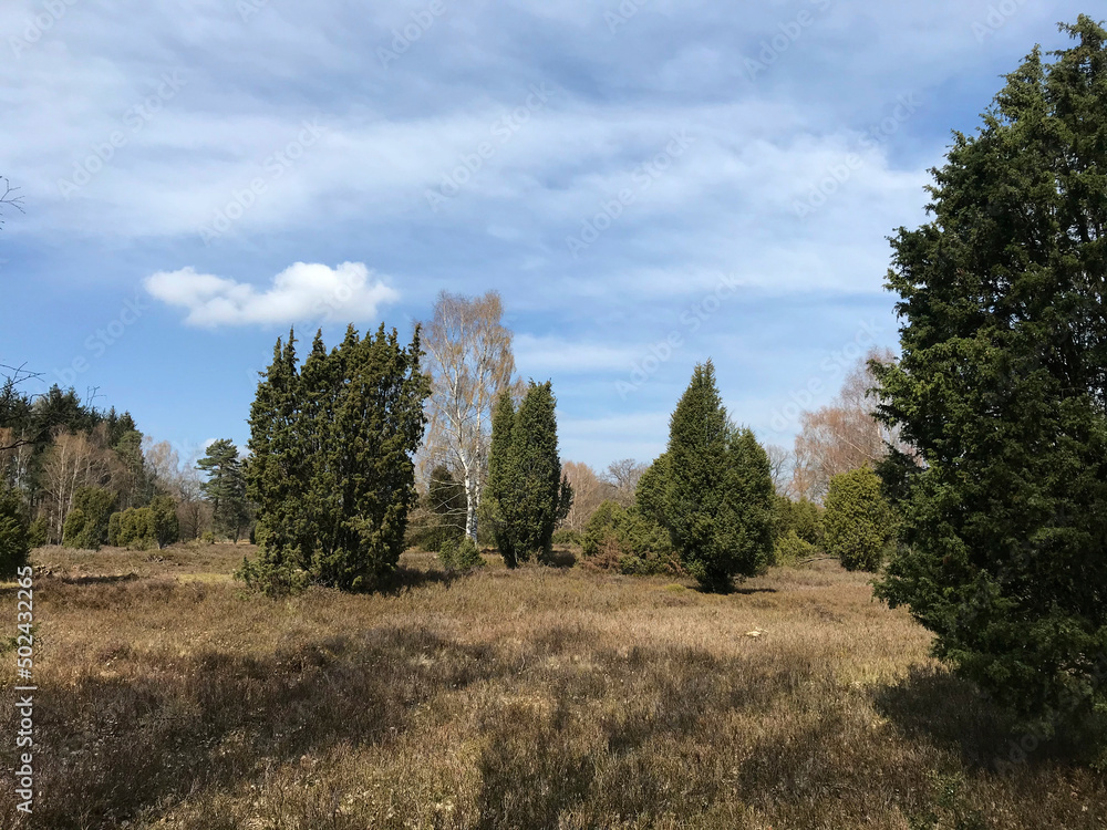 Landschaft in der Lüneburger Heide im Frühling Landschaft in der Lüneburger Heide im Frühling