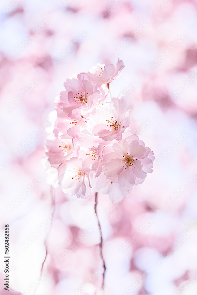 pink  blossom close up on tree with blurred background 