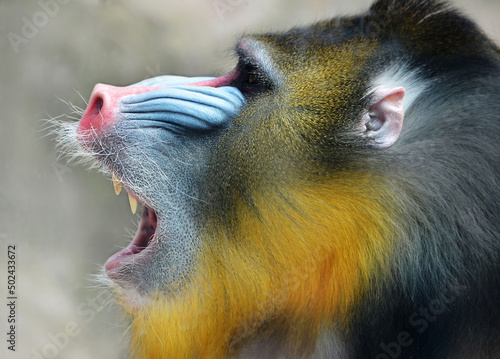 Tapety artystyczne close up portrait of a baboon