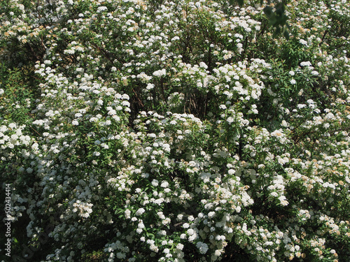 white flowers bush