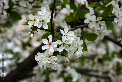 Cherry branch with white flowers and buds