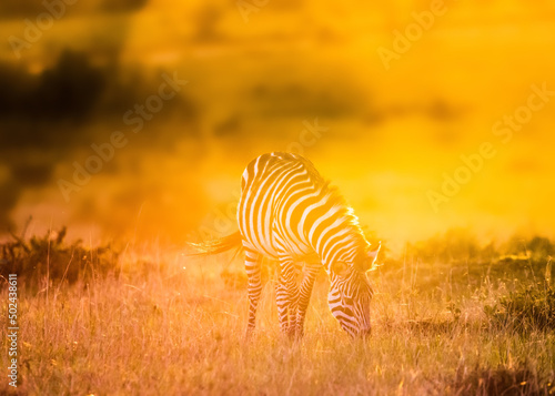 Zebra grazing at sunset  Maasai Mara National Reserve  Kenya