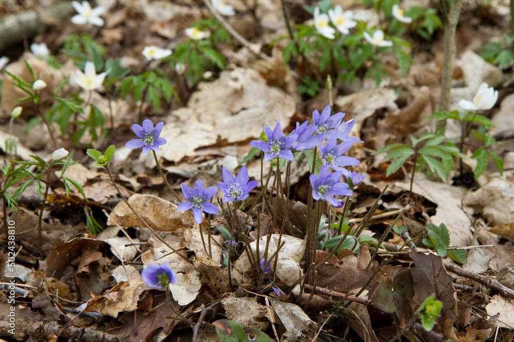 The liverleaf (Hepatica) flower blooming in a forest The liverleaf (Hepatica) flower blooming in a forest