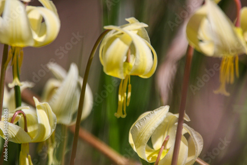 Closeup shot of Avalanche Lily blooming in the garden in western Oregon photo