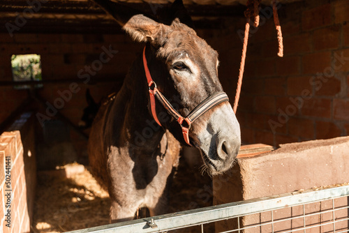 A brown donkey inside the stable in day