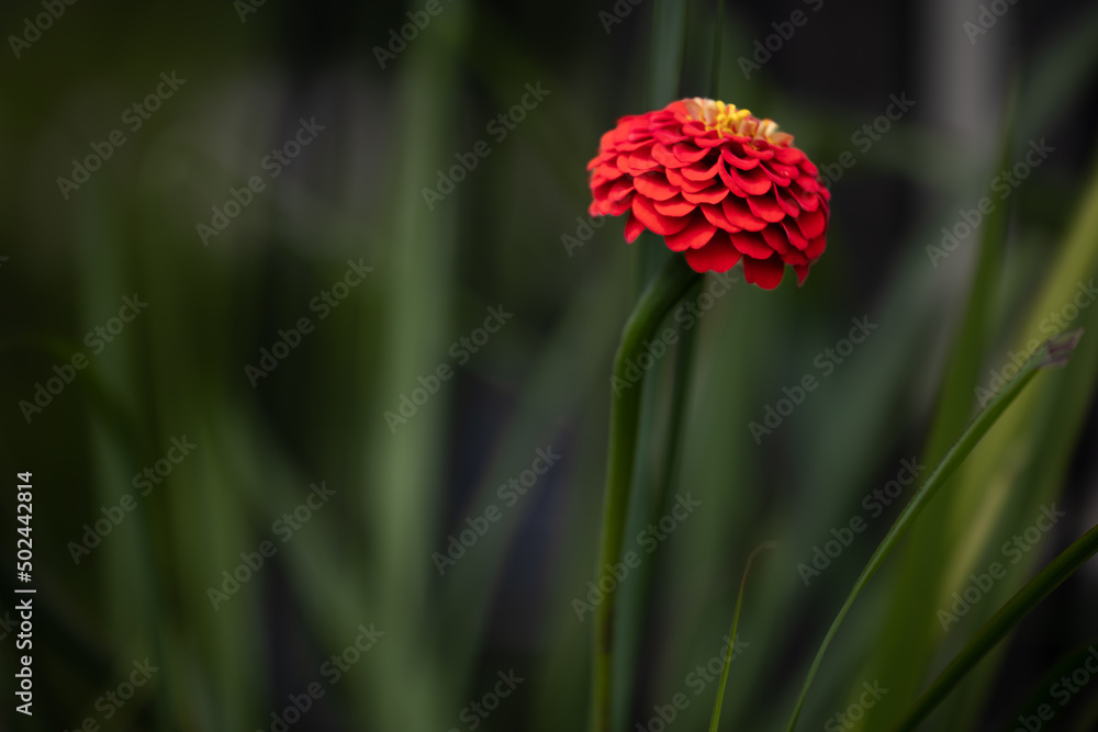 Horizontal Macro of a beautiful bright orange zinnia multi petaled elegans, in a midwest garden with a dark green bokeh background Horizontal Macro of a beautiful bright orange zinnia multi petaled elegans, in a midwest garden with a dark green bokeh background