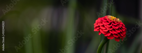 Horizontal banner of a Macro of a beautiful small, thumbelina bright orange colored zinnia elegans, single petaled, in a midwest garden with a dark green bokeh background	 photo