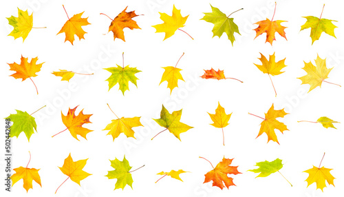 maple leaves collection. Colorful autumn maple leaves isolated on white background
