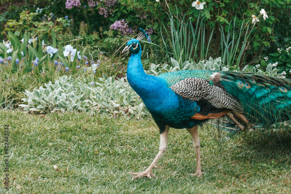 Fototapeta premium A beautiful peacock walks in the park. A peacock in nature has spread a large tail.