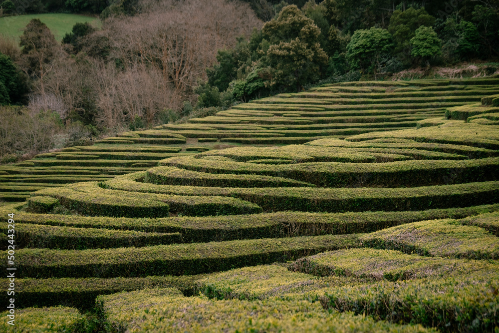 Gorreana Tea Plantation in São Miguel, Azores - Portugal