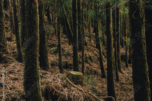 Cryptomeria Japonica trees ins São Miguel Island - Azores - Portugal
