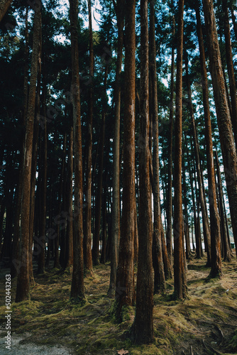 Cryptomeria Japonica trees ins São Miguel Island - Azores - Portugal