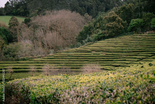 Gorreana Tea Plantation in São Miguel, Azores - Portugal