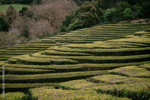 Gorreana Tea Plantation in São Miguel, Azores - Portugal