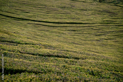 Gorreana Tea Plantation in São Miguel, Azores - Portugal