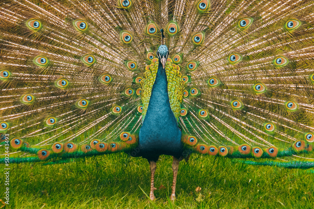 Obraz premium A beautiful peacock walks in the park. A peacock in nature has spread a large tail.
