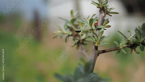 ladybugs on a branch of sea buckthorn in the garden. The beauty of the wild. red-spotted insects