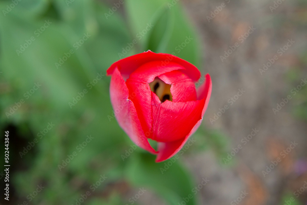 Fototapeta premium Red tulip blooming in a garden in spring