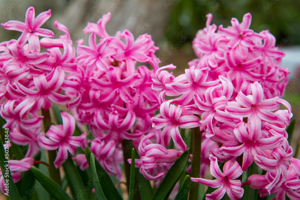 Pink Hyacinth blooming in a garden