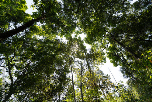 large tropical tree with sunshine