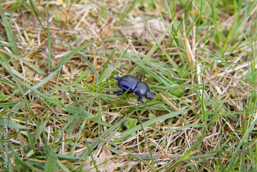 Spring dumbledor (Trypocopris vernalis) beetle