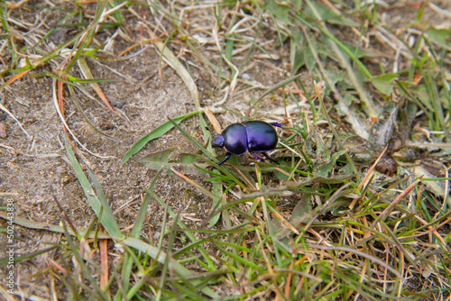 Spring dumbledor (Trypocopris vernalis) beetle photo