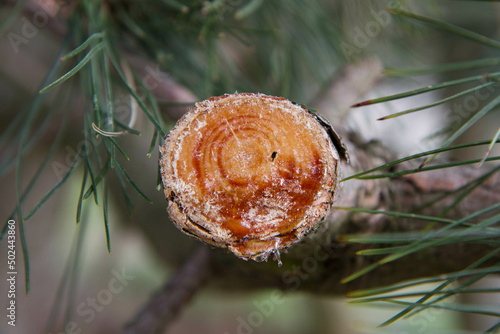 Cross section of a brunch of the black pine, after a part of it was sawed off, with resin visible