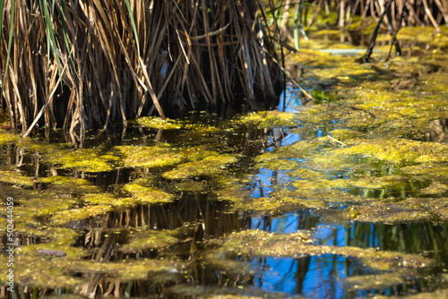 Close-up of water plants in a marsh at Lac Saint-Fran  ois  Quebec  Canada  North America. Blue sky reflection in the water
