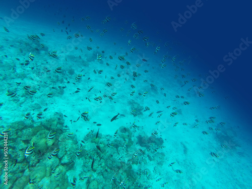Fototapeta Naklejka Na Ścianę i Meble -  Underwater in the Indian Ocean. Coral reefs and their inhabitants. Azure clear water. Turquoise blue background.