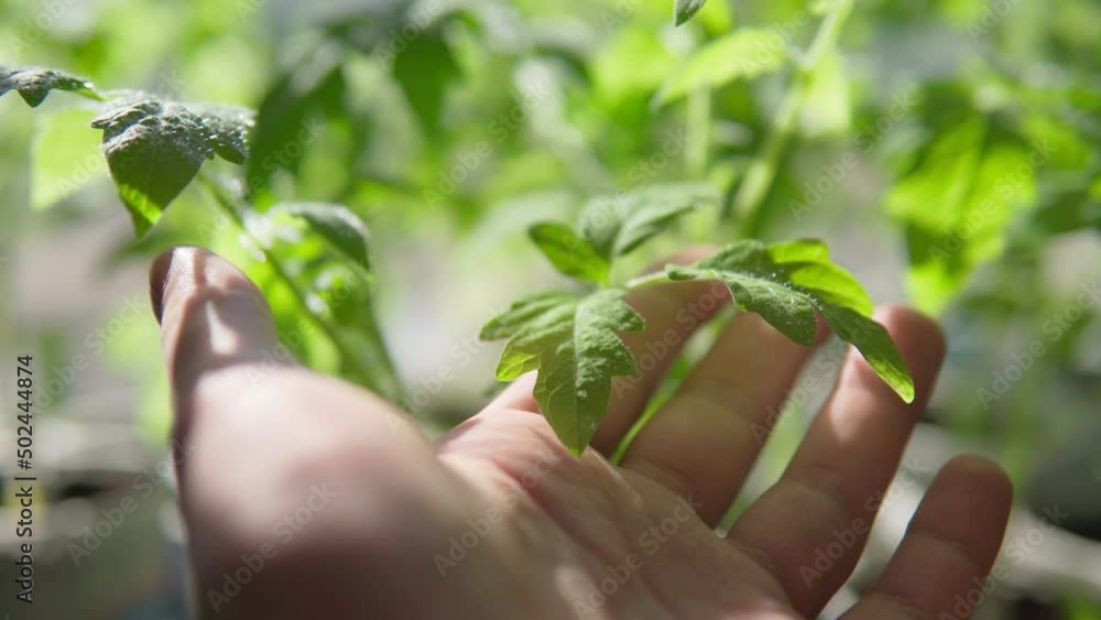 Tomato seedlings leaves close-up, selective focus. The concept of organic farming and spring gardening. Close-up. Tomato seedlings leaves close-up, selective focus. The concept of organic farming and spring gardening. Close-up.