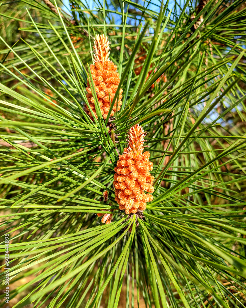 Deux jeunes pommes de pins Deux jeunes pommes de pins