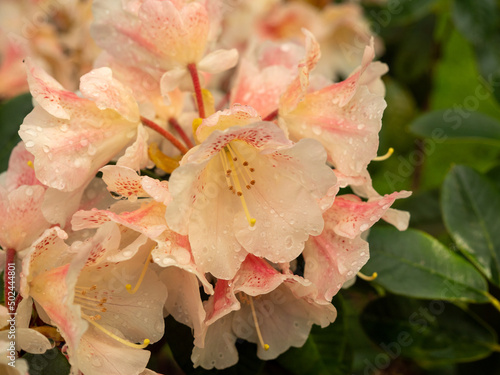 Rhododendron maximum in dew drops. photo