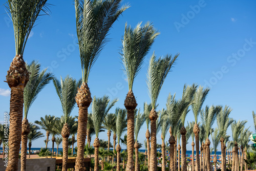 coconut trees