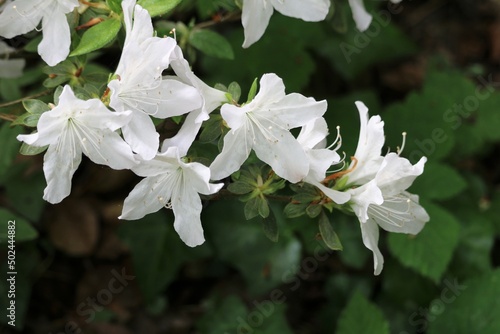 Rhododendron simsii photo