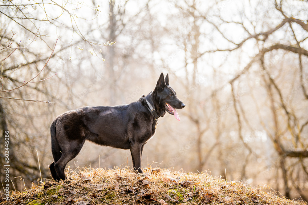 portrait of a black German Shepherd dog. Pet outdoors in the forest.