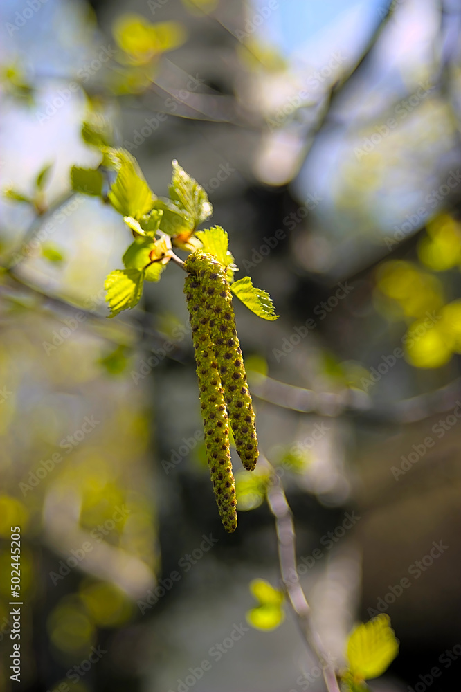 Obraz premium catkins on the branch in spring