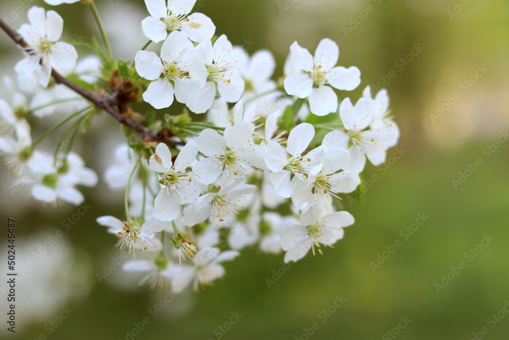 Selective focus of beautiful branches of white cherry plum blossoms on the tree Selective focus of beautiful branches of white cherry plum blossoms on the tree