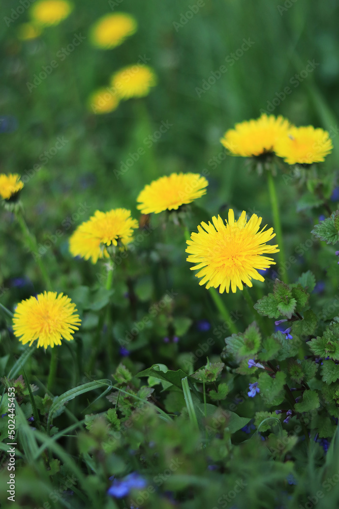 Bright yellow dandelions on the grass. Spring flowers in the meadow Bright yellow dandelions on the grass. Spring flowers in the meadow