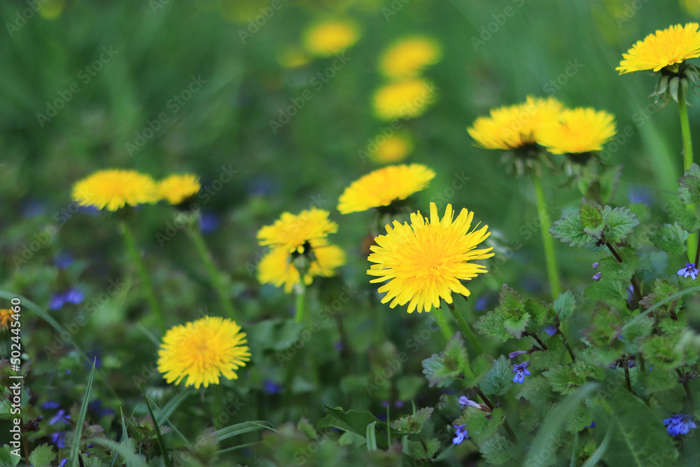 Bright yellow dandelions on the grass. Spring flowers in the meadow Bright yellow dandelions on the grass. Spring flowers in the meadow